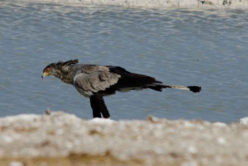 262 - Namibia - pajaro Secretario - parque nacional de Etosha